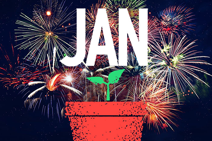 seedling in pot with JAN and fireworks in the background